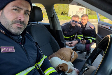 Sale sull'auto della Polizia e viene salvato: la storia a lieto fine di un Pit Bull vagante in autostrada