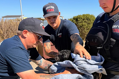 Scomparso da due settimane, cagnolino viene ritrovato mentre nuota nella baia di San Francesco