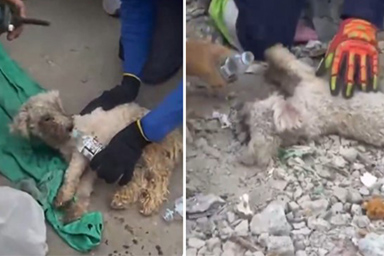 Dopo 29 giorni viene ritrovata viva accanto alla proprietaria morta: il miracolo del cane Baily