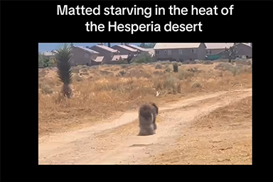 Il salvataggio del cane Desi, che correva nel deserto e fuggiva dagli esseri umani