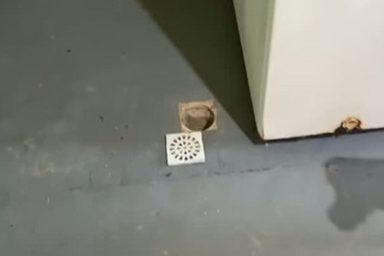 Trova cagnolino in un tubo di scarico della sua proprietà: l'incredibile scoperta di una donna