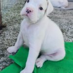 Cuccioli Boxer Disponibili
