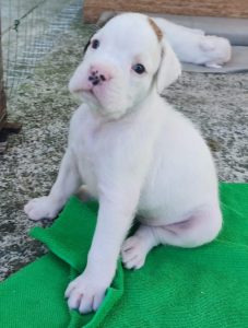 Cuccioli Boxer Disponibili