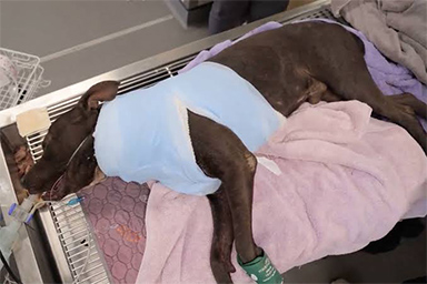 Viene trovato con il collo quasi segato da un cavo d'acciaio: la rinascita del cane Loki
