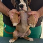 Cuccioli boxer da Riproduzione Selezionata