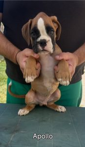 Cuccioli boxer da Riproduzione Selezionata