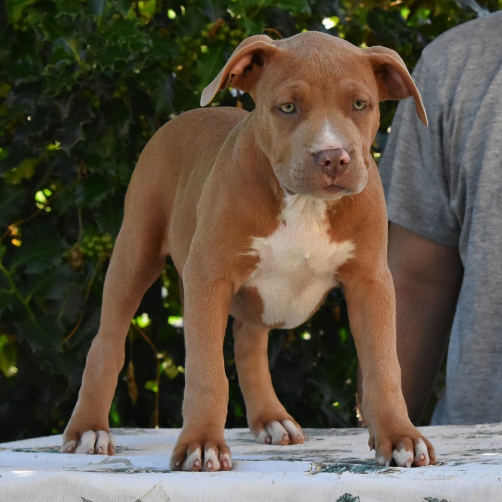 Cucciole di American Bully XL.