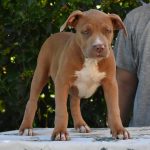 Cucciole di American Bully XL.