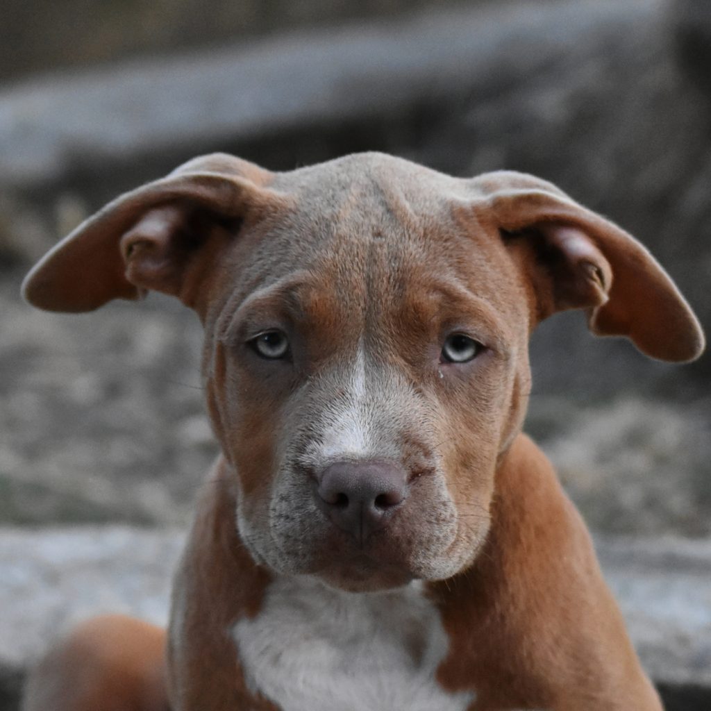 Cucciole di American Bully XL.