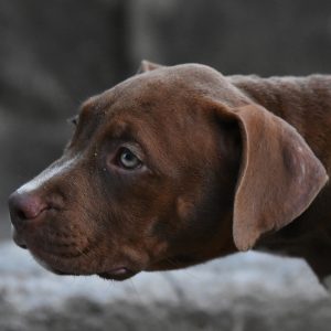 Cucciole di American Bully XL.