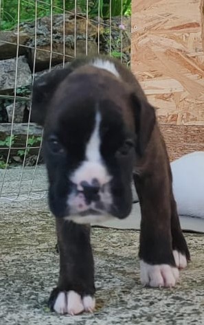 Cuccioli Boxer Disponibili