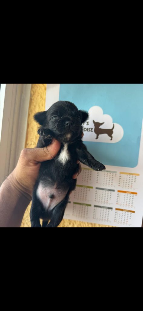 2 maschietti e 2 femminucce pelo lungo con pedigree enci