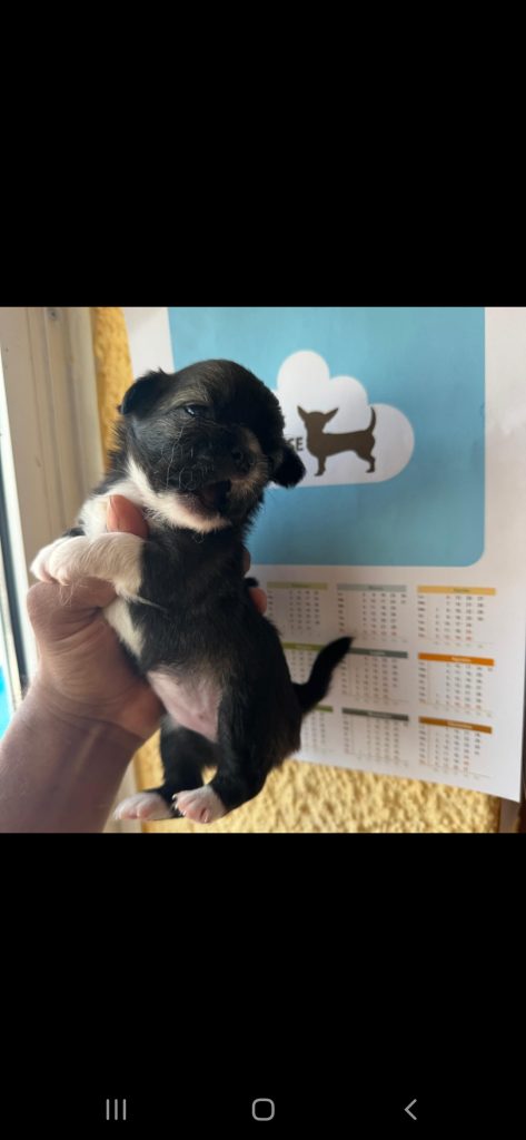 2 maschietti e 2 femminucce pelo lungo con pedigree enci