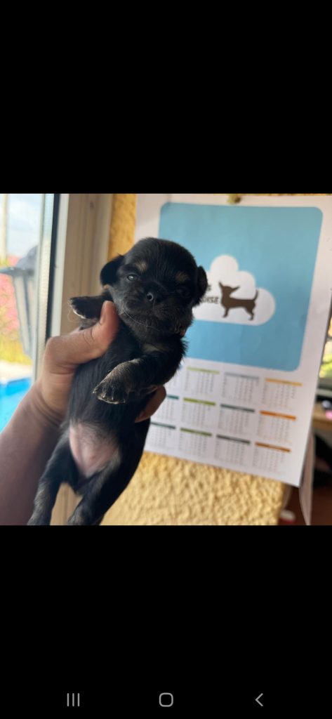 2 maschietti e 2 femminucce pelo lungo con pedigree enci