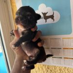 2 maschietti e 2 femminucce pelo lungo con pedigree enci