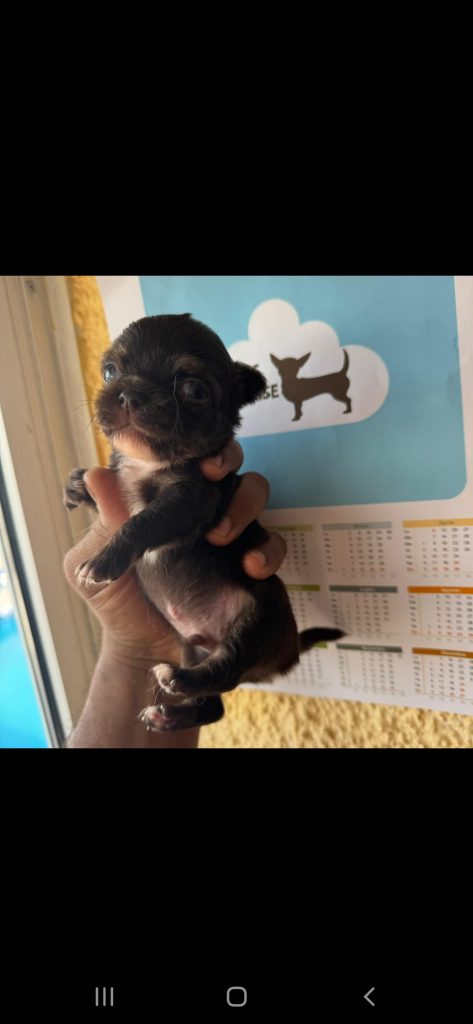 2 maschietti e 2 femminucce pelo lungo con pedigree enci