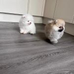 Cuccioli di Pomerania di alta qualità.