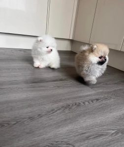 Cuccioli di Pomerania di alta qualità.
