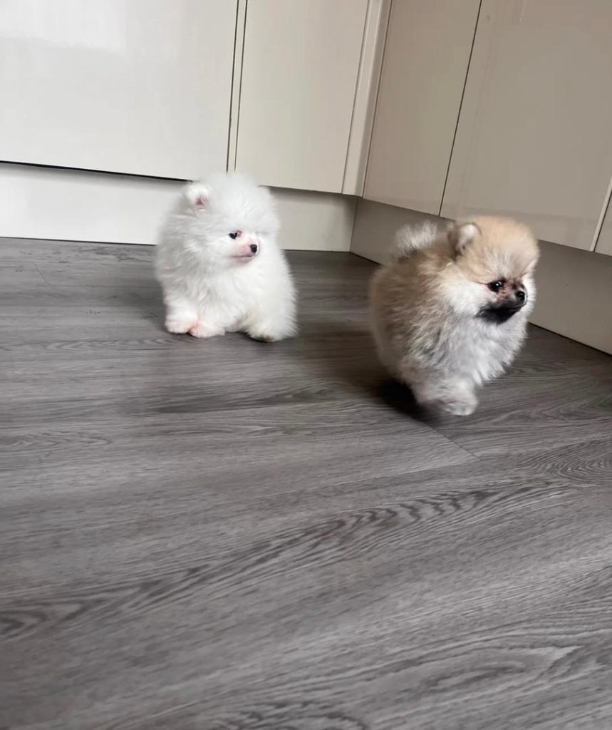 Cuccioli di Pomerania di alta qualità.