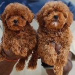 Adorabili cuccioli di Barboncino Toy.