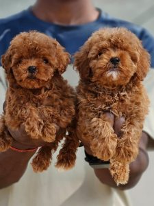 Adorabili cuccioli di Barboncino Toy.