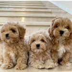 Adorabili cuccioli di Maltipoo.