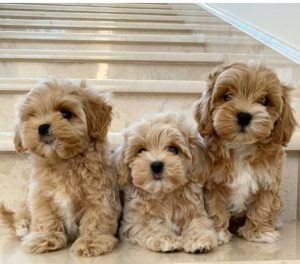 Adorabili cuccioli di Maltipoo.