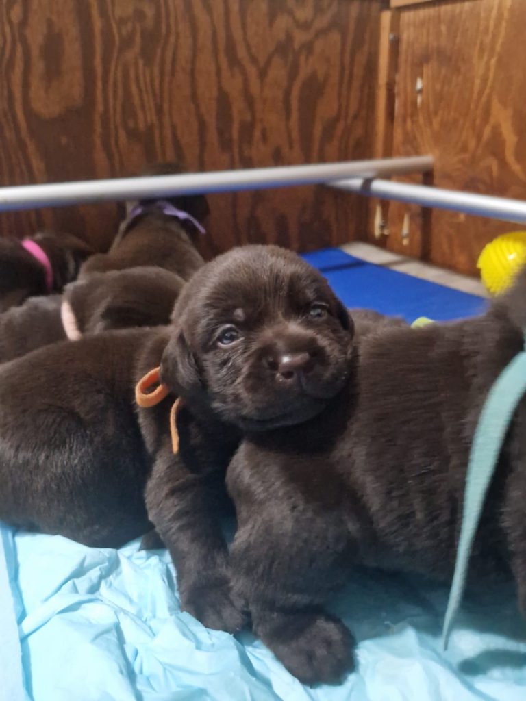 Cuccioli di Labrador cioccolato con pedigree