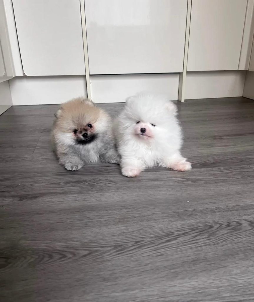Cuccioli di Pomerania di alta qualità.