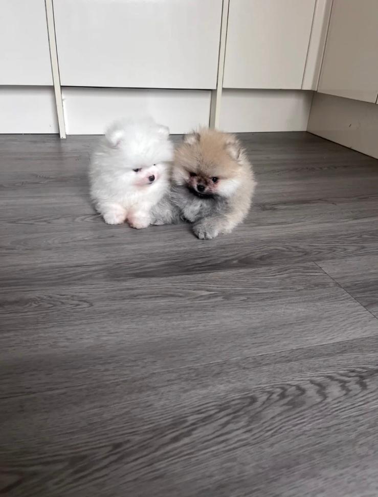 Cuccioli di Pomerania di alta qualità.
