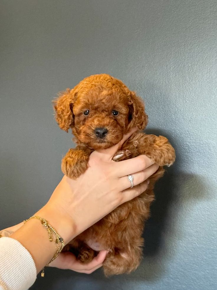 Adorabili cuccioli di Barboncino Toy.