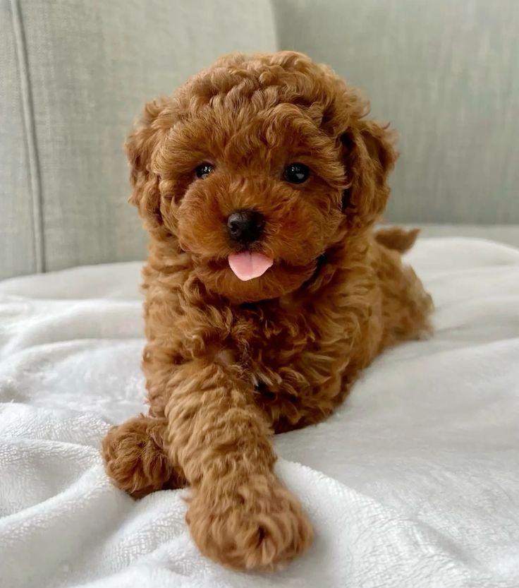Adorabili cuccioli di Barboncino Toy.