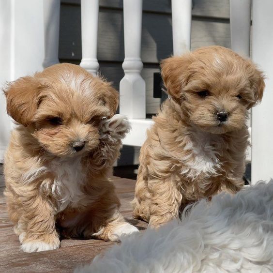 Adorabili cuccioli di Maltipoo.