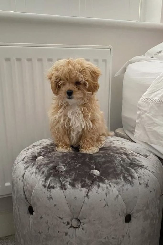 Adorabili cuccioli di Maltipoo.