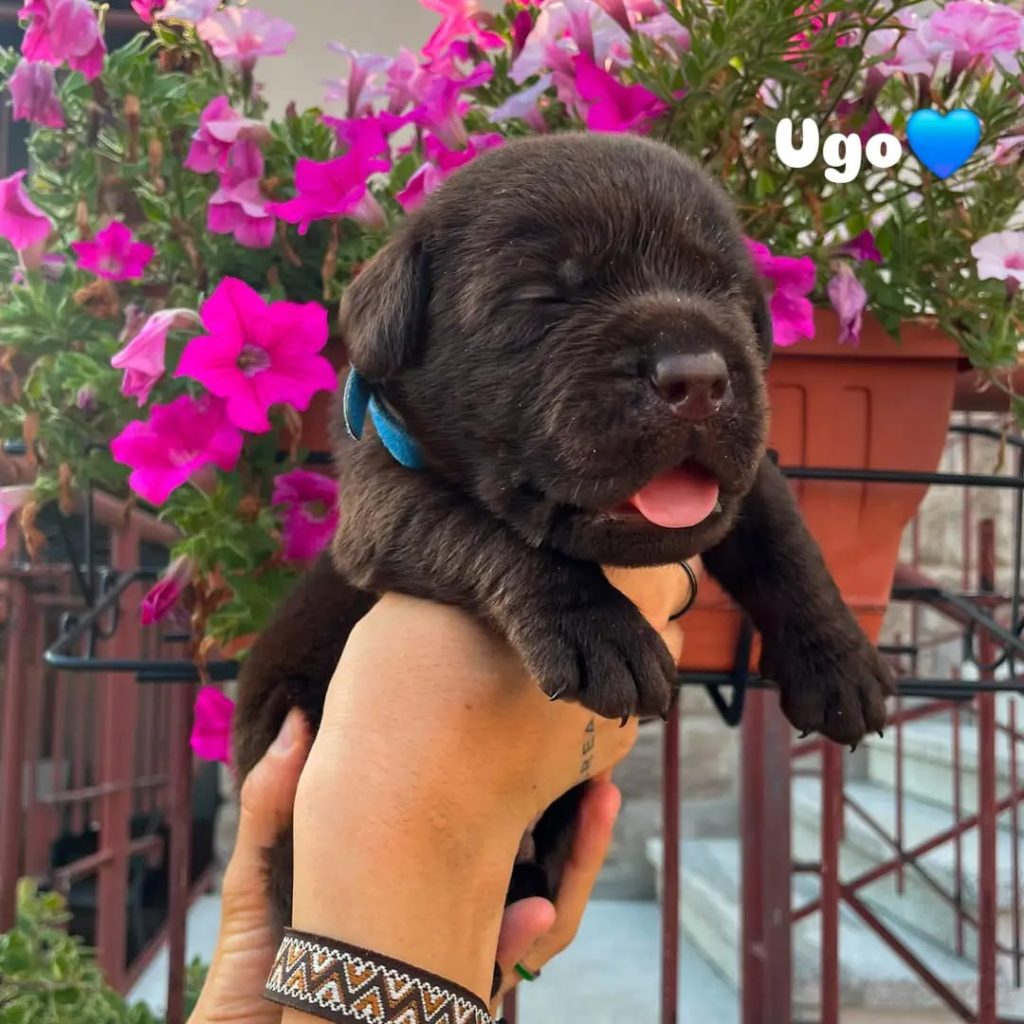 Cuccioli di Labrador cioccolato con pedigree