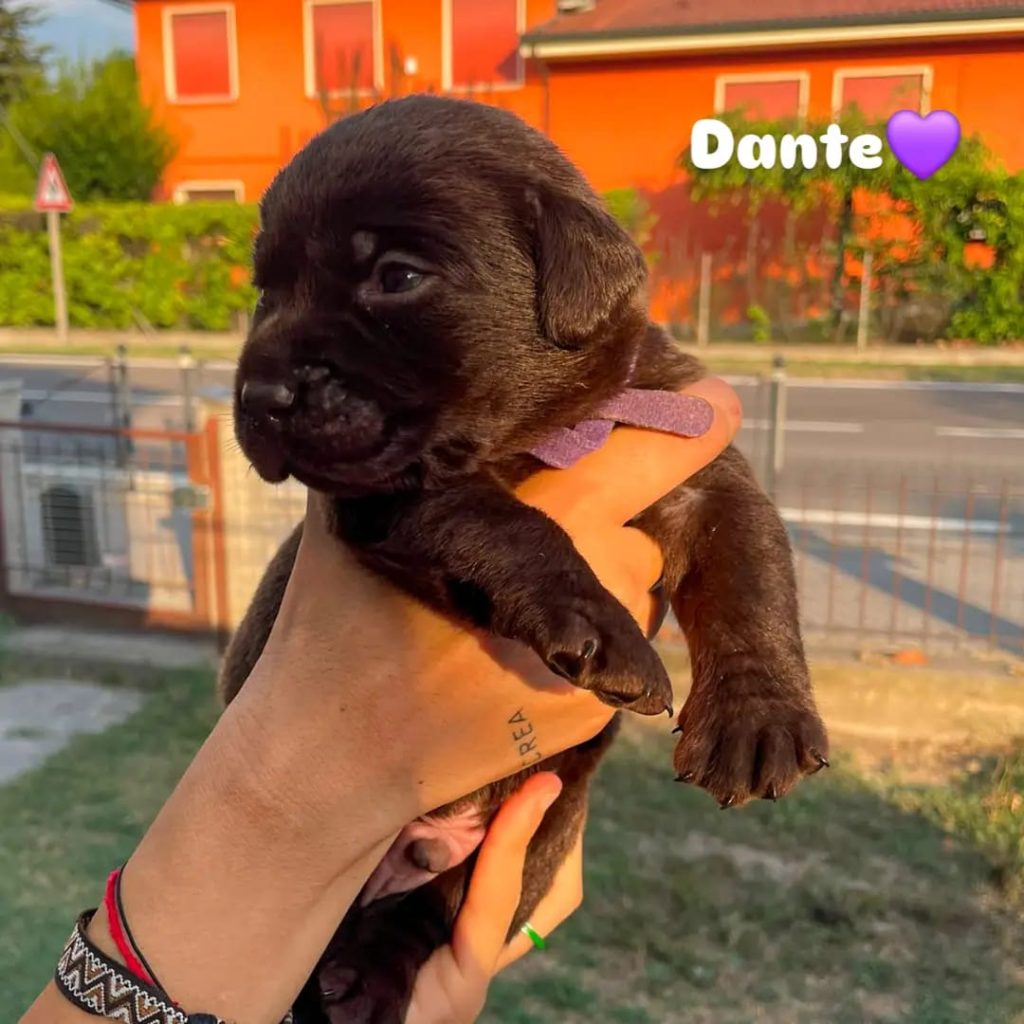 Cuccioli di Labrador cioccolato con pedigree