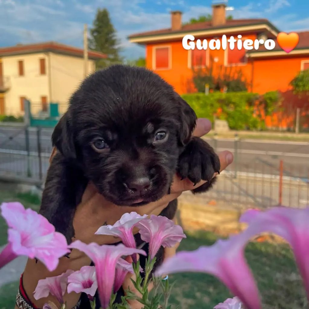 Cuccioli di Labrador cioccolato con pedigree