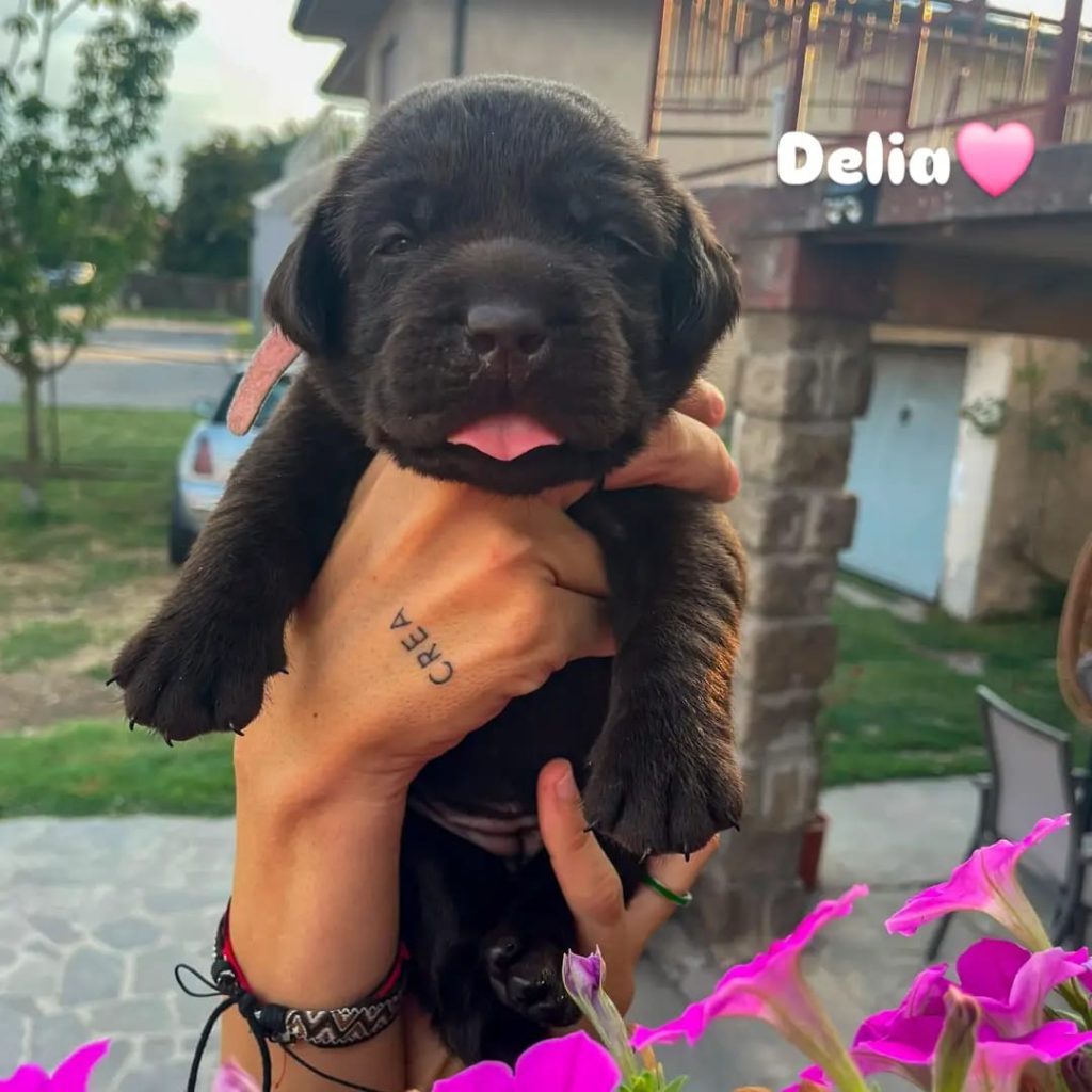 Cuccioli di Labrador cioccolato con pedigree