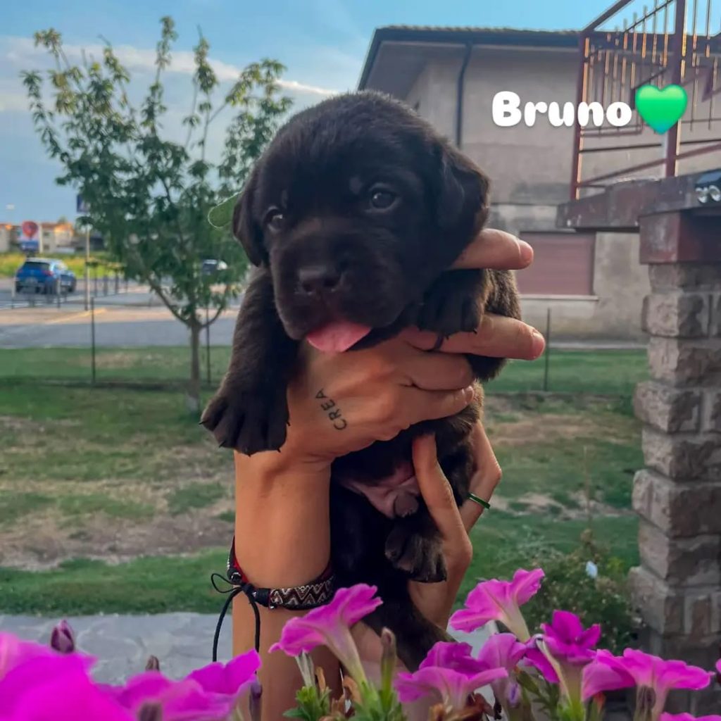 Cuccioli di Labrador cioccolato con pedigree