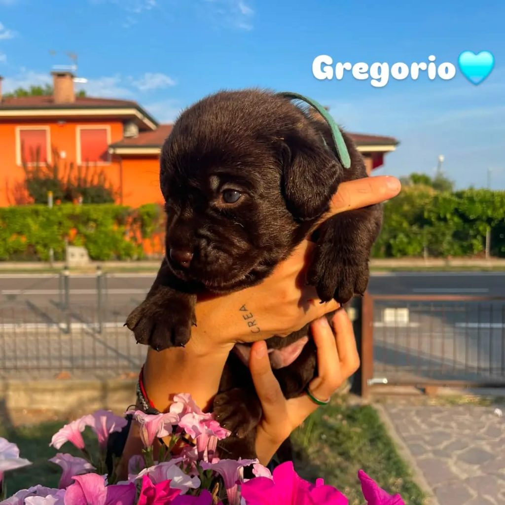 Cuccioli di Labrador cioccolato con pedigree