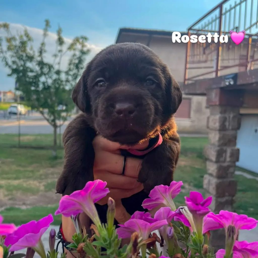 Cuccioli di Labrador cioccolato con pedigree
