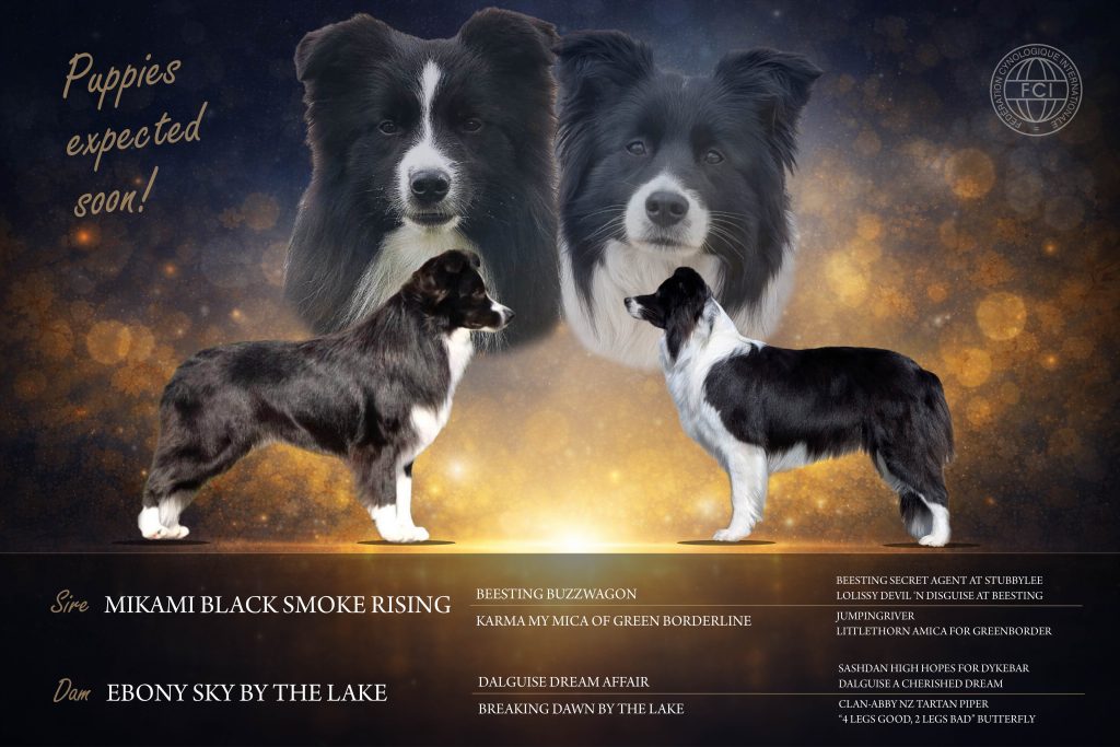 Cuccioli di Border Collie da linee da esposizione