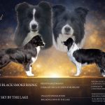 Cuccioli di Border Collie da linee da esposizione