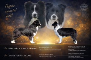 Cuccioli di Border Collie da linee da esposizione