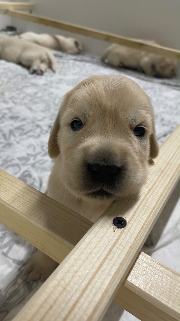 Cucciole golden retriver linea inglese