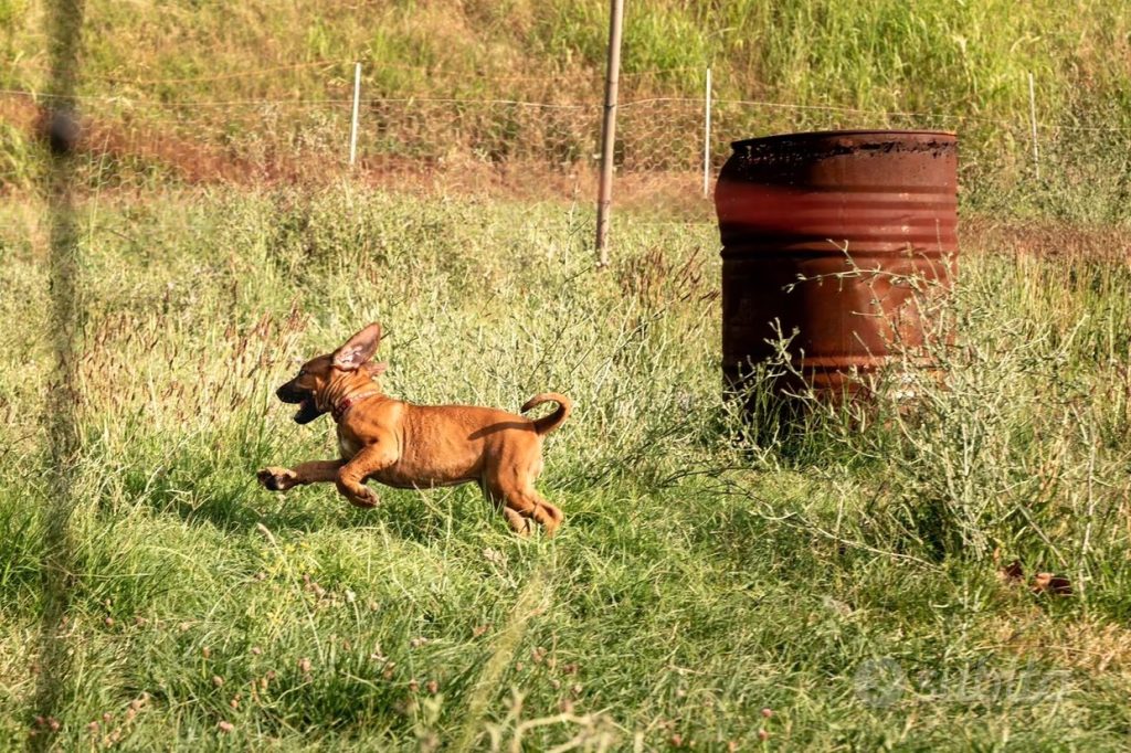 Cuccioli di Rhodesian Ridgeback disponibili da inizio agosto
