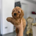 Goldendoodle Bellissimi Cuccioli