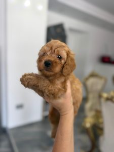 Goldendoodle Bellissimi Cuccioli