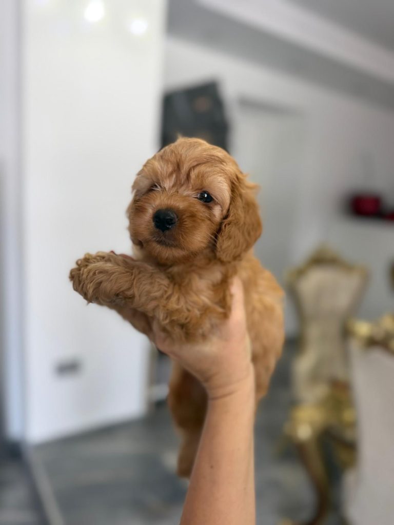 Goldendoodle Bellissimi Cuccioli