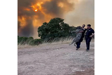 cane nelle fiamme